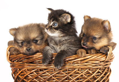 basket of puppies and kitten