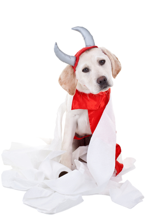 bad dog