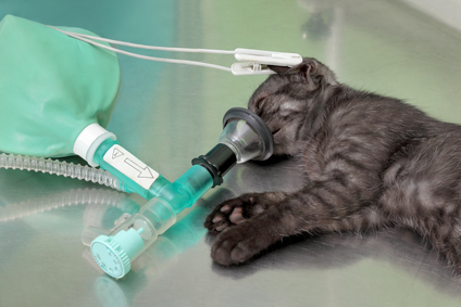 cat anesthesia