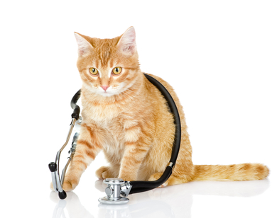 cat with stethoscope