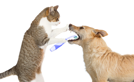 cat brushing dogs teeth