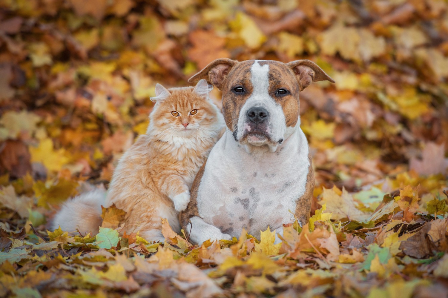 Cat and Dog in leaves