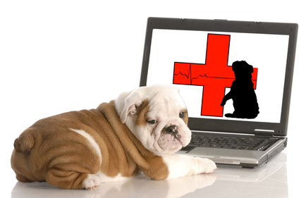 Pug by computer