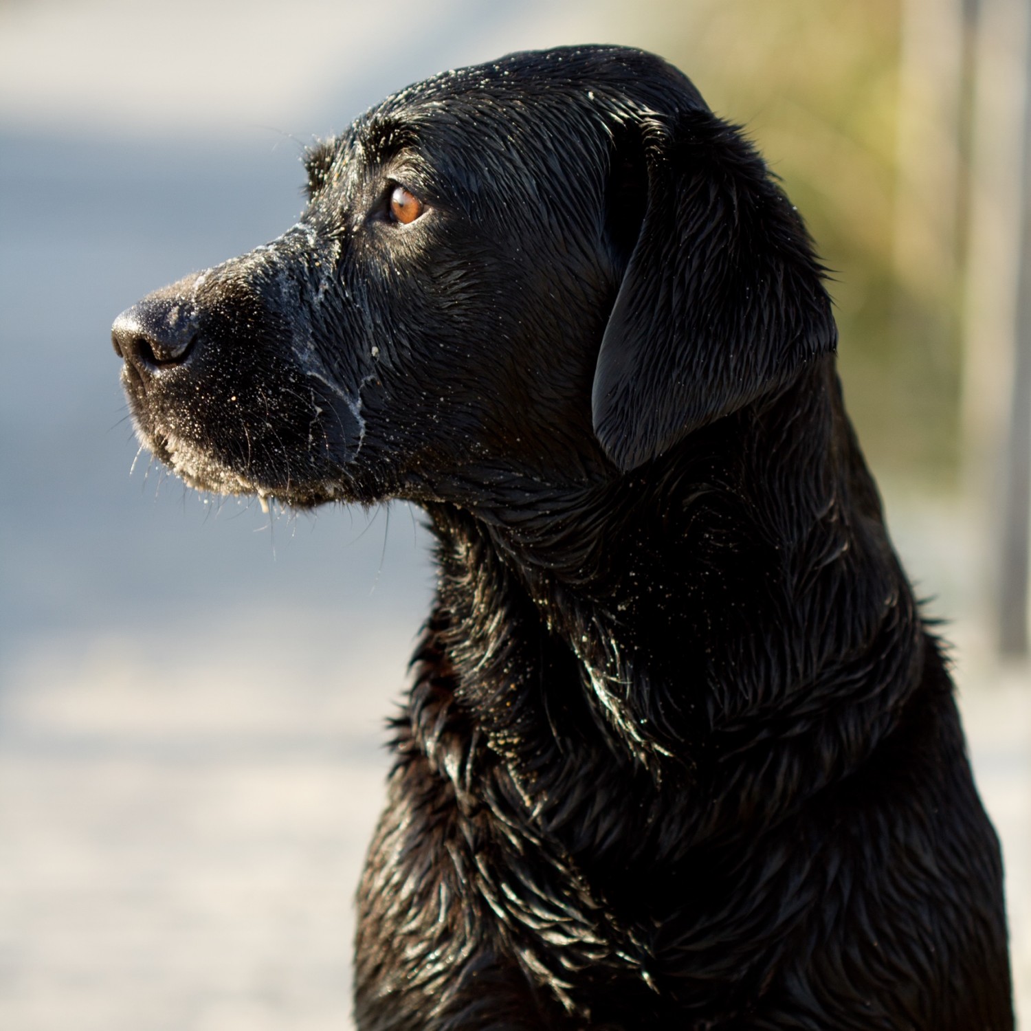 Sushi - black lab